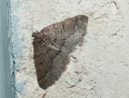 Aleucis distinctata